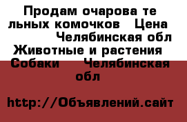 Продам очарова те льных комочков › Цена ­ 15 000 - Челябинская обл. Животные и растения » Собаки   . Челябинская обл.